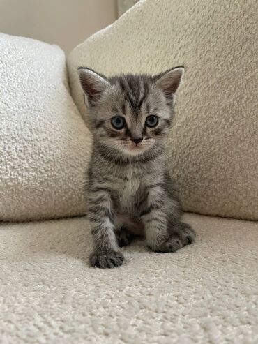 скоттиш страйт шотландская прямоухая кошка: Скотиш Страйт (Шотландская прямоухая), 2 месяца, Мальчик, Приучена к лотку