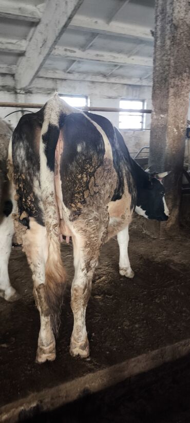Коровы, быки: Продаю | Корова (самка) — 5