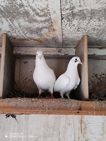 Göyərçinlər: Göyərçinlər — 7