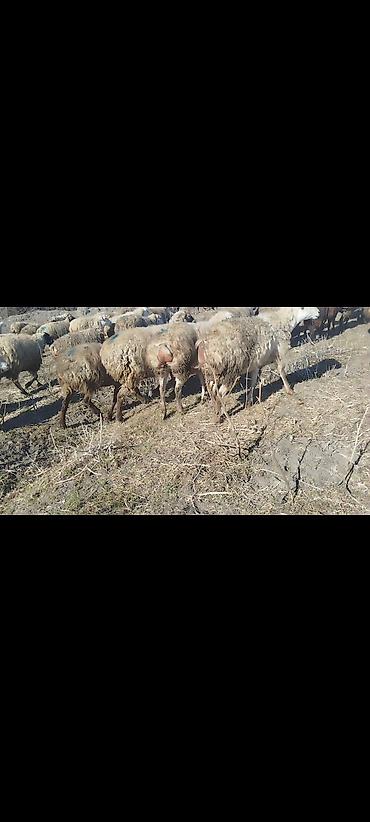 Qoyunlar, qoçlar: Dişi, il: 1, 50 kq, Damazlıq, Ünvandan götürmə -da lalafo.az — 7 Qoyunlar, qoçlar: Dişi, il: 1, 50 kq, Damazlıq, Ünvandan götürmə — 7
