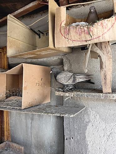 Птицы: Продаю молодых голубей 1 шт стоит пятьсот сом окончательно родители — 7