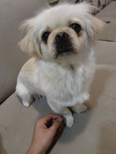 cucelerin satisi: Pekines, 2 il, Dişi, Peyvəndli, Ünvandan götürmə