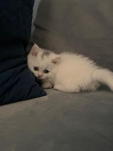 Кошки: Шотландская, Самка, В добрые руки, Самовывоз — 3