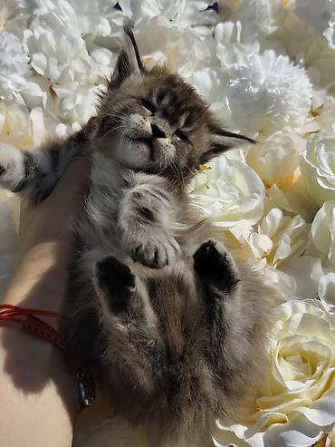Продажа кошек: Предлагаются котята мейн-куна,в шикарном типе🧿🧿🧿🧿🧿 Котята рождены от — 1