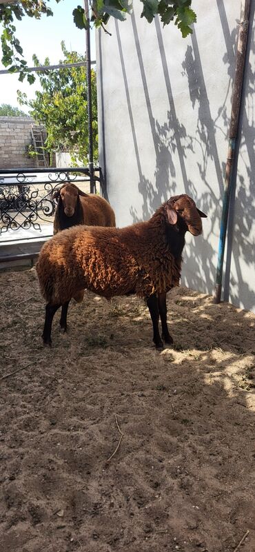 Qoyunlar, qoçlar: Erkək, Qala, il: 2, 90 kq, Damazlıq, Ünvandan götürmə — 3