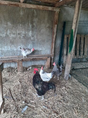 Коровы, быки: Курица, Adler, Australop, Breese, Для яиц