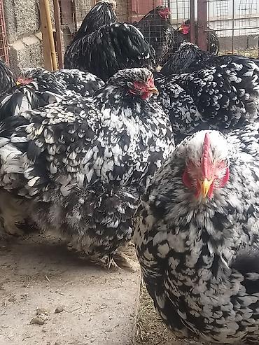 Куры, петухи: Продаю | Куры | Брама | Для разведения at lalafo.kg — 3 Куры, петухи: Продаю | Куры | Брама | Для разведения — 3