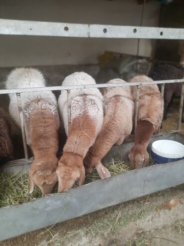 собака доберман сколько стоит: Сатам | Кочкор (эркек) | Көбөйтүү үчүн