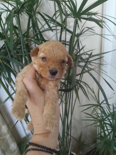 пекинес цена в баку: Pudel, 1 ay, Erkek