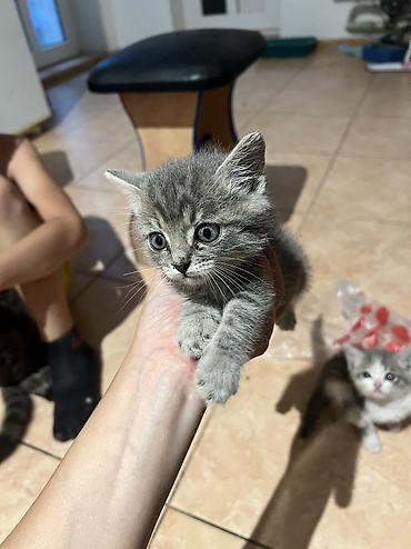 ориентальная кошка цена: Отдам в хорошие руки котят. Мальчики к лотку приучены кушают сами — 2