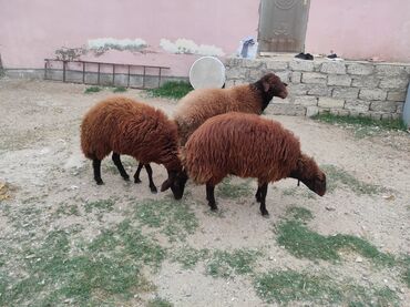 Коровы, быки: Самка, Qala, лет: 1, 80 кг, Для разведения, Самовывоз
