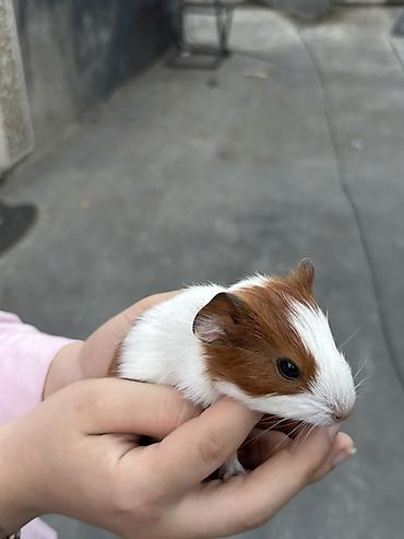 K/t heyvanları və malları: Trikolor dekorativ dəniz donuzu (guinea pig)(5 ededdir) - Cins — 6