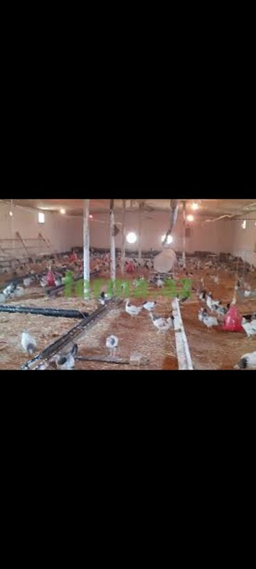 Продажи, работа с клиентами: Cücə Fermasına İşçi Tələb olunur. Bakıda Ramanada yerləşir. Qalmağa