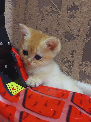 Pişiklər: Qızıl şinşilla, Erkək, Dişi, Yaxşı əllərə, Ünvandan götürmə -da lalafo.az — 6 Pişiklər: Qızıl şinşilla, Erkək, Dişi, Yaxşı əllərə, Ünvandan götürmə — 6