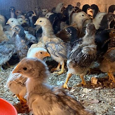 голуби птицы животный: Продаются цыплята домашних пород 
Вакцинированные