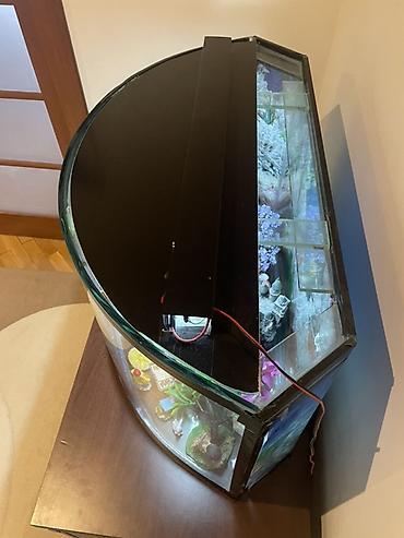 aqua fara: Yarımoval formalı dekorativ akvarium — 2