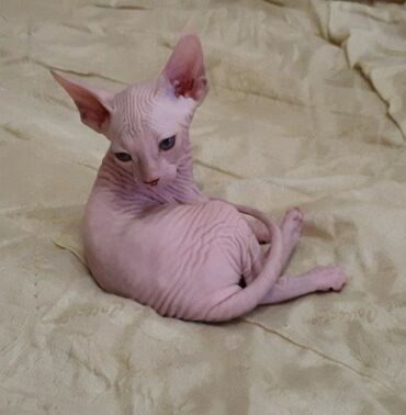 коты сфинкс: Продаются котята сфинкса. Возраст 1,5 месяца. Игривые, ласковые. Уже