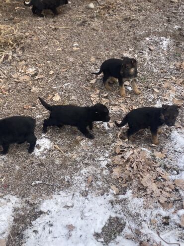 охотничий собак: Продаю щенков овчарок им месяц