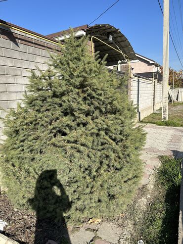 живые дрожи: Продаются 2 большие елки !!!В отличном состоянии