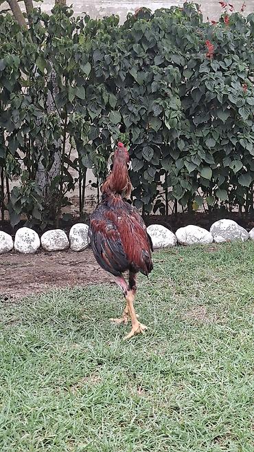 barter xoruz: Xoruz, il: 1, Ödənişli çatdırılma — 3
