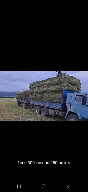 🌾 ПРЕСС ЧӨП САТЫЛАТ! Сапаттуу, кургак чөп тюктарда сатылат. Уйга