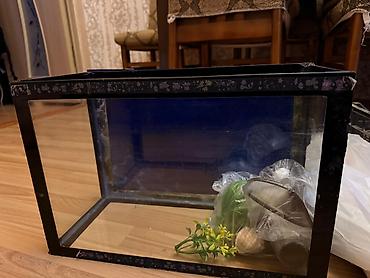 yalnız suda yaşayan heyvanlar: Akvarium — 3