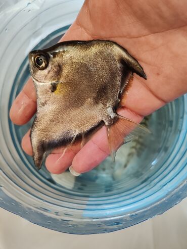 Akvariumlar: Salam zavod akvarium olcusu 1.20_60_45 yanlari aval 2 dene filteri — 12