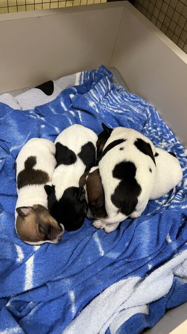 İtlər: Cek rassel teryer, Dişi, Ünvandan götürmə — 9