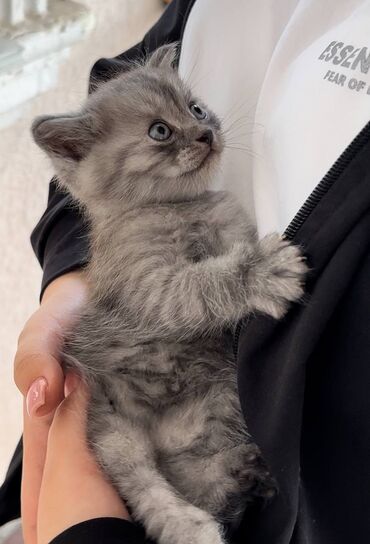 тайский кот: Продается котёнок!!!(смесь британца и шотландки)
мальчику ровно месяц