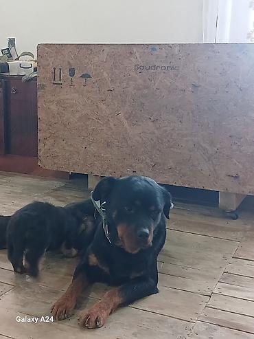 İtlər: Rotveyler, Peyvəndli — 14