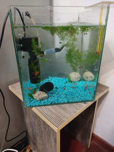 миска для животных: Продаю аквариум с рыбками