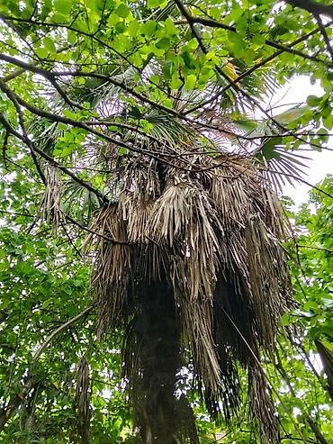 xurma agaci: Satılır: dekorativ palma ağacı (Trachycarpus tipli) Xüsusiyyətlər: - — 6