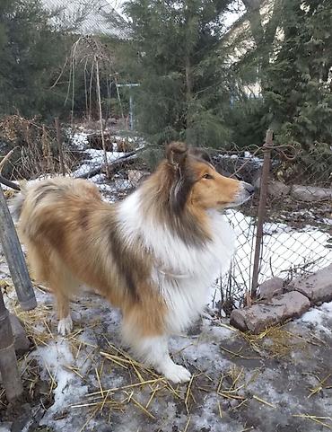 самый лучший сильный умный собака: Колли, 1 год, Самец, С прививкой — 4