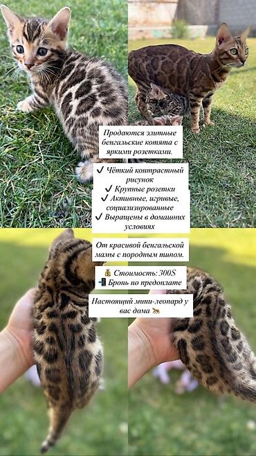Продажа кошек: Бенгальская, 1 месяц, Мальчик at lalafo.kg — 1 Продажа кошек: Бенгальская, 1 месяц, Мальчик — 1