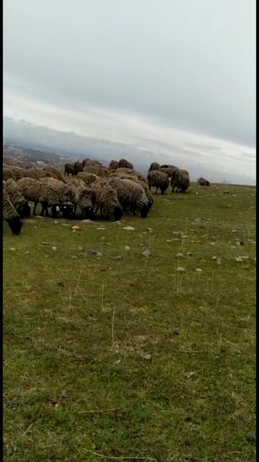 вес коровы в Кыргызстан: Ассалам алейкум. ВАТСАПКА ЖАЗГЫЛА ушул номерде ватсап бар. таза