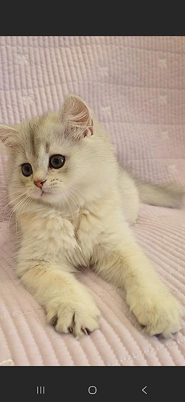 сколько стоят сфинксы кошки: Скотиш Страйт (Шотландская прямоухая), 2 месяца, Девочка, Серебристая шиншилла, Приучена к лотку, Проглистована, С документами — 3