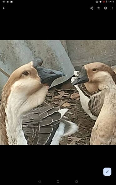 cennet qusu: Arginal Afrika qazları satılır. Arginal Afrika qazları yüksək sayda