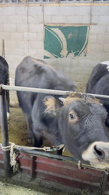 Коровы, быки: Продаю | Тёлка | На откорм | Привязанные — 5