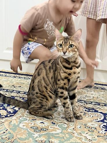 бенгальский кошка: Бенгальская кошка (домашний питомец) - Порода: бенгальская - Окрас — 5