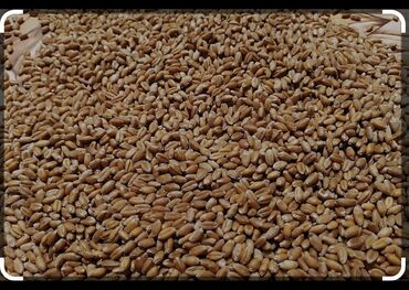 будай урон: Семена и саженцы Пшеницы, Самовывоз