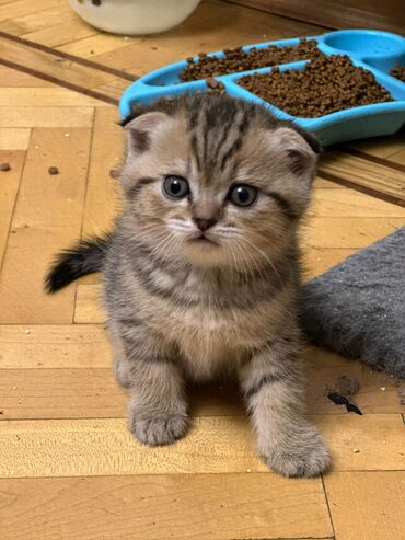 Pişiklər: Şotland yastı qulaq — 3