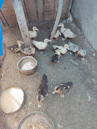 doberman balasi satilir: 1 ay yarımlıq ördək balaları 10 ədəd var — 3