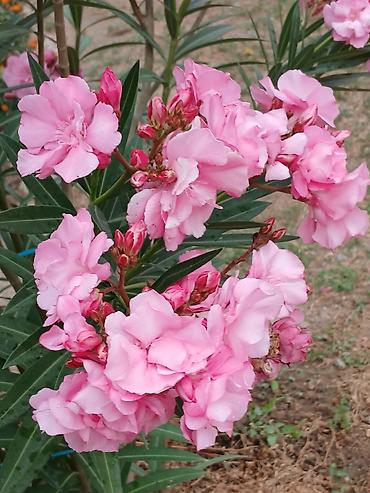 садовой: Олеандр розовый в горшках — саженцы - Культура: Nerium oleander — 2