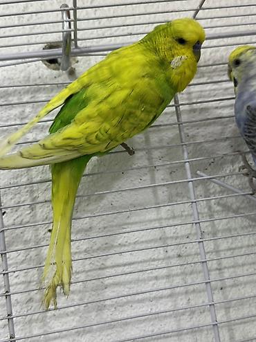 sarı quş: Çex tutuquşu 5 aylıq. Cex tutuquşu tam sağlam gözəl erləydi. 25 manat — 3