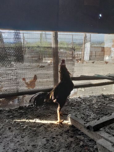 Xoruzlar: Məhsul: Xoruz (yerli döyüş/əsilzadı tipli) Təsvir: - Uzun bədənli — 3