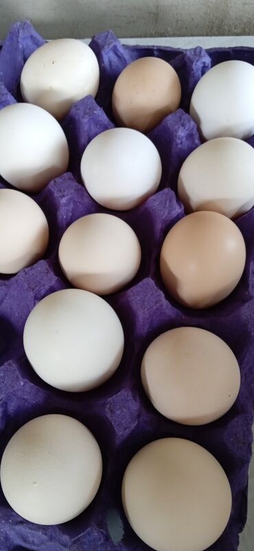 yumurta sekilleri: Mayali asralop yumurtası satıram.n1 ədədi 80 qəpik. Ramanı Şuşa