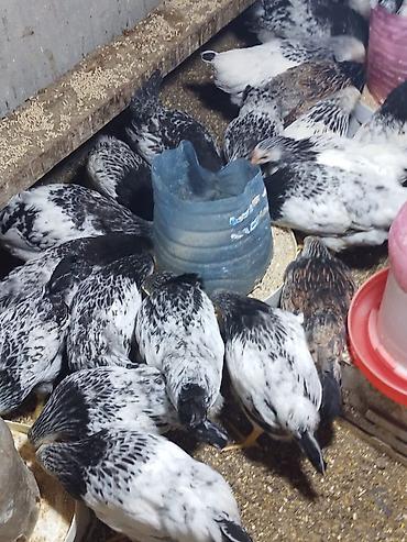 bildircin eti: Toyuq, Adler, Ətlik, Ünvandan götürmə — 7