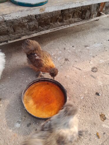 Toyuqlar: Toyuq, Damazlıq, Ödənişli çatdırılma -da lalafo.az — 5 Toyuqlar: Toyuq, Damazlıq, Ödənişli çatdırılma — 5
