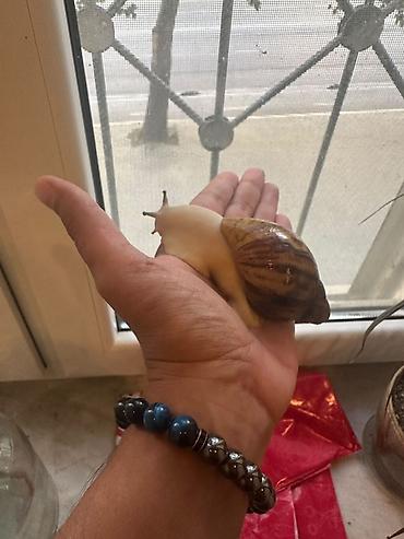 Другие животные: Archachatina marginata ovum Baxım və tələblər: - Terrarium/aquarium — 2