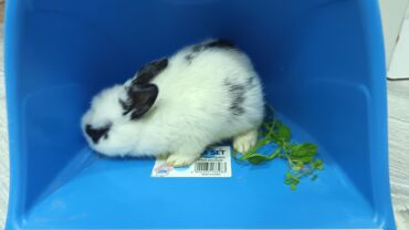 Dovşanlar: Dovsan balalari satilir — 8